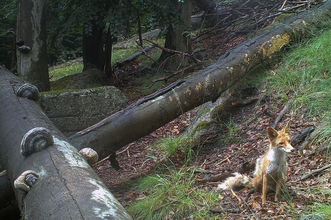 Záběr z fotopasti instalované na území CHKO - Jizerské hory. Nedatováno.