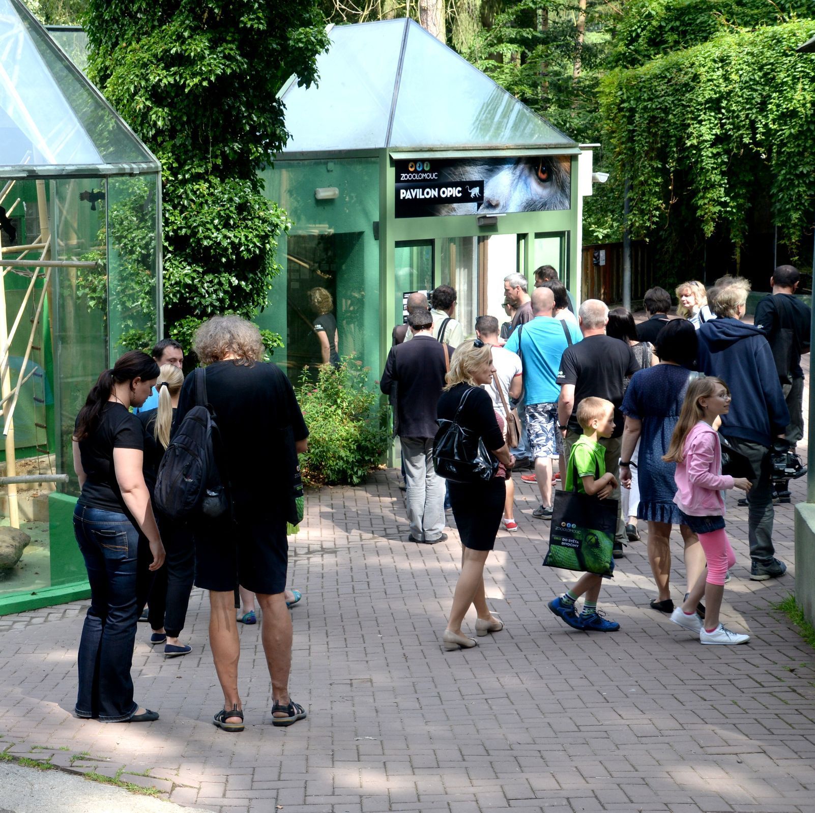 Tygři usurijští v olomoucké zoo