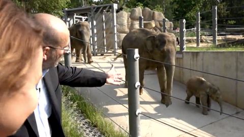 "Máme tady teď babyboom," říká ředitel pražské zoo a ukazuje, jak roste gorilí a sloní mládě