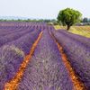 Levandulová pole v Provence, Jižní Francie