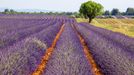 Levandulová pole v Provence, Jižní Francie