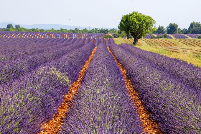 Levandulová pole v Provence, Jižní Francie