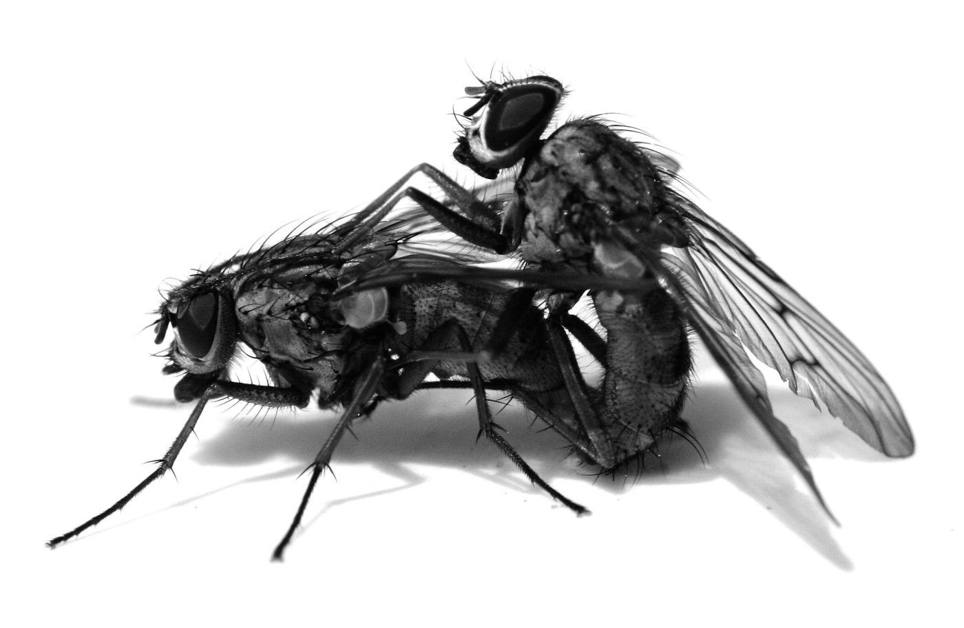 Hmyzí sex