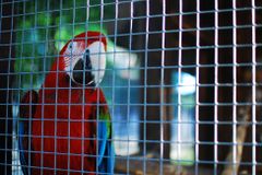 Sousedův papoušek má malou klec a divné oči, tvrdila žena. Ukázalo se, že je plastový