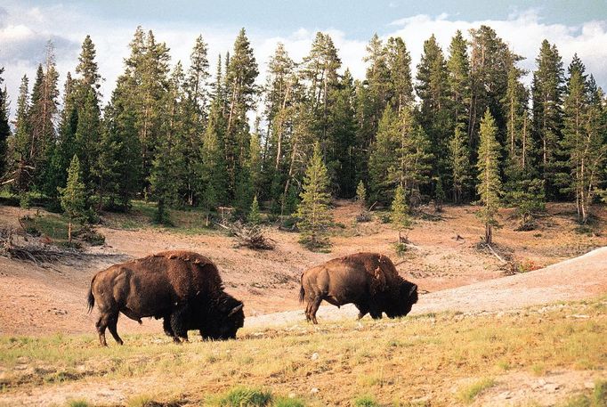 bizoni jsou typickými yellowstonskými obyvateli