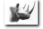Lidé vyhubili nosorožce černého