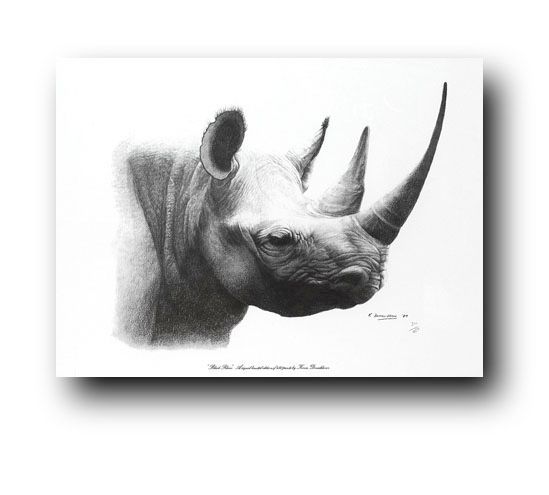 Nosorožec černý