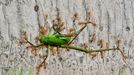 Wildlife Photographer of the Year, nominace na cenu veřejnosti