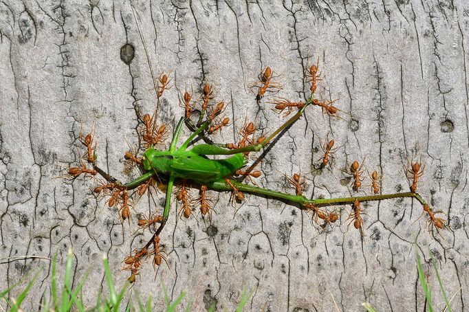 Wildlife Photographer of the Year, nominace na cenu veřejnosti