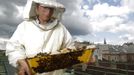 Felix Munk, head of the beekeeper organization Stadtimker, holds a honeycomb with bees at the rooftop of the Austrian chancellery in Vienna July 16, 2012. Munk is a member of Vienna's Stadtimker, one of a growing number of urban beekeepers' associations who are trying to encourage bees to make their homes in cities, as pesticides and crop monocultures make the countryside increasingly hostile. Bee populations are in sharp decline around the world, under attack from a poorly understood phenomonenon known as colony collapse disorder, whose main causes are believed to include a virus spread by mites that feed on haemolymph - bees' "blood". Picture taken July 16, 2012. REUTERS/Lisi Niesner (AUSTRIA - Tags: ENVIRONMENT ANIMALS SOCIETY) Published: Čec. 25, 2012, 1:54 odp.