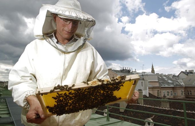 Felix Munk, head of the beekeeper organization Stadtimker, holds a honeycomb with bees at the rooftop of the Austrian chancellery in Vienna July 16, 2012. Munk is a member of Vienna's Stadtimker, one of a growing number of urban beekeepers' associations who are trying to encourage bees to make their homes in cities, as pesticides and crop monocultures make the countryside increasingly hostile. Bee populations are in sharp decline around the world, under attack from a poorly understood phenomonenon known as colony collapse disorder, whose main causes are believed to include a virus spread by mites that feed on haemolymph - bees' "blood". Picture taken July 16, 2012. REUTERS/Lisi Niesner (AUSTRIA - Tags: ENVIRONMENT ANIMALS SOCIETY) Published: Čec. 25, 2012, 1:54 odp.