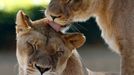 Hrátky lvice s mladším lvem v Národní zoo během netradičně teplého dne ve Washingtonu, 15. února 2012. REUTERS/Kevin Lamarque