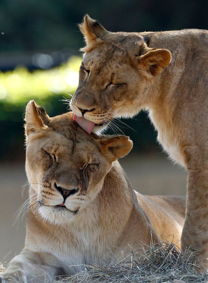 Hrátky lvice s mladším lvem v Národní zoo během netradičně teplého dne ve Washingtonu, 15. února 2012. REUTERS/Kevin Lamarque