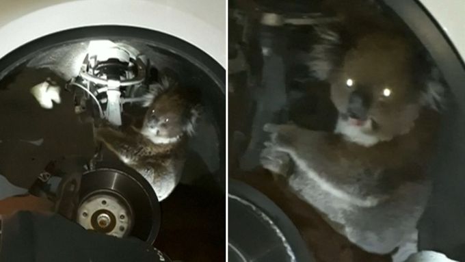 Koala se schovala v autě. Majitel na ni přišel až po 16 km