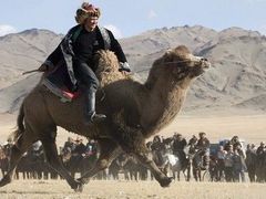 Velbloudi závody jsou velmi populární v mnoha zemích Afriky, Blízkého Východu i Asie. Závodník během turnaje nedaleko mongolského Ulambátaru.