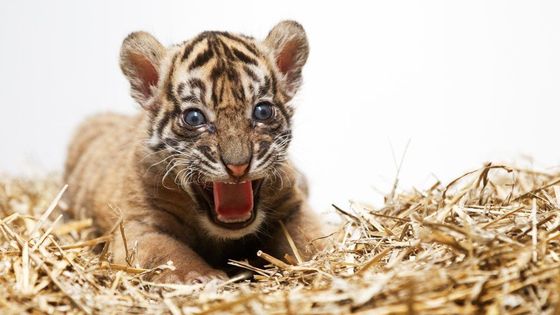 Foto: Toto je nová generace českých zoo