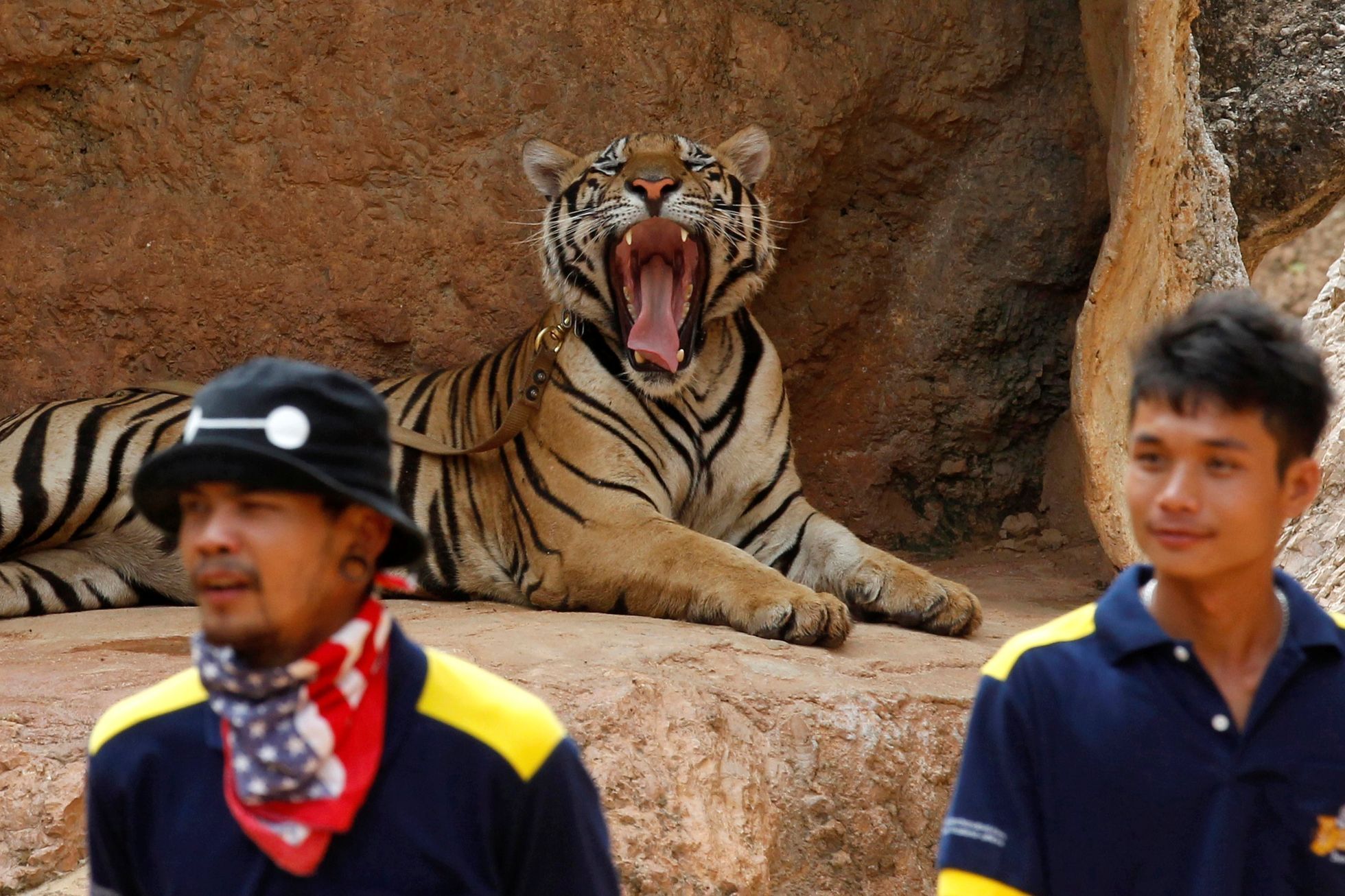 Thajsko - přesouvání tygrů z buddhistického chrámu