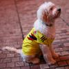Fandění na MS fotbalistek 2023: pes Gatsby v barvách Kolumbie