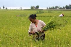 V EU se objevila nebezpečná rýže z Číny