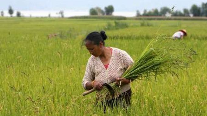 Čínská geneticky modifikovaná rýže, která se dostala do Evropy, není určena pro konzumaci - může vyvolat alergii.