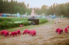 Festival nabarvil ovce narůžovo. Je to týrání zvířat, kritizují teď lidé pořadatele