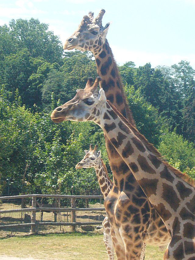Žirafy v pražské zoo