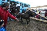 Velký den. 28. ledna vypustili čeští vědci a ochránci přírody do aklimatizační ohrady v Milovicích první stádo 14 klisen plemena exmoorský pony.