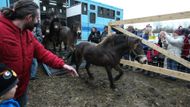 Velký den. 28. ledna vypustili čeští vědci a ochránci přírody do aklimatizační ohrady v Milovicích první stádo 14 klisen plemena exmoorský pony.