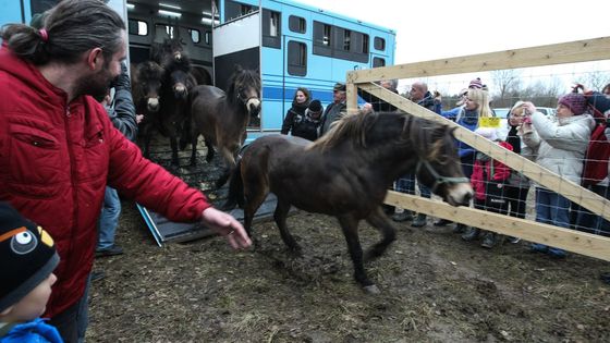 Fotoreportáž: Divocí koně vybíhají do stepi u Milovic