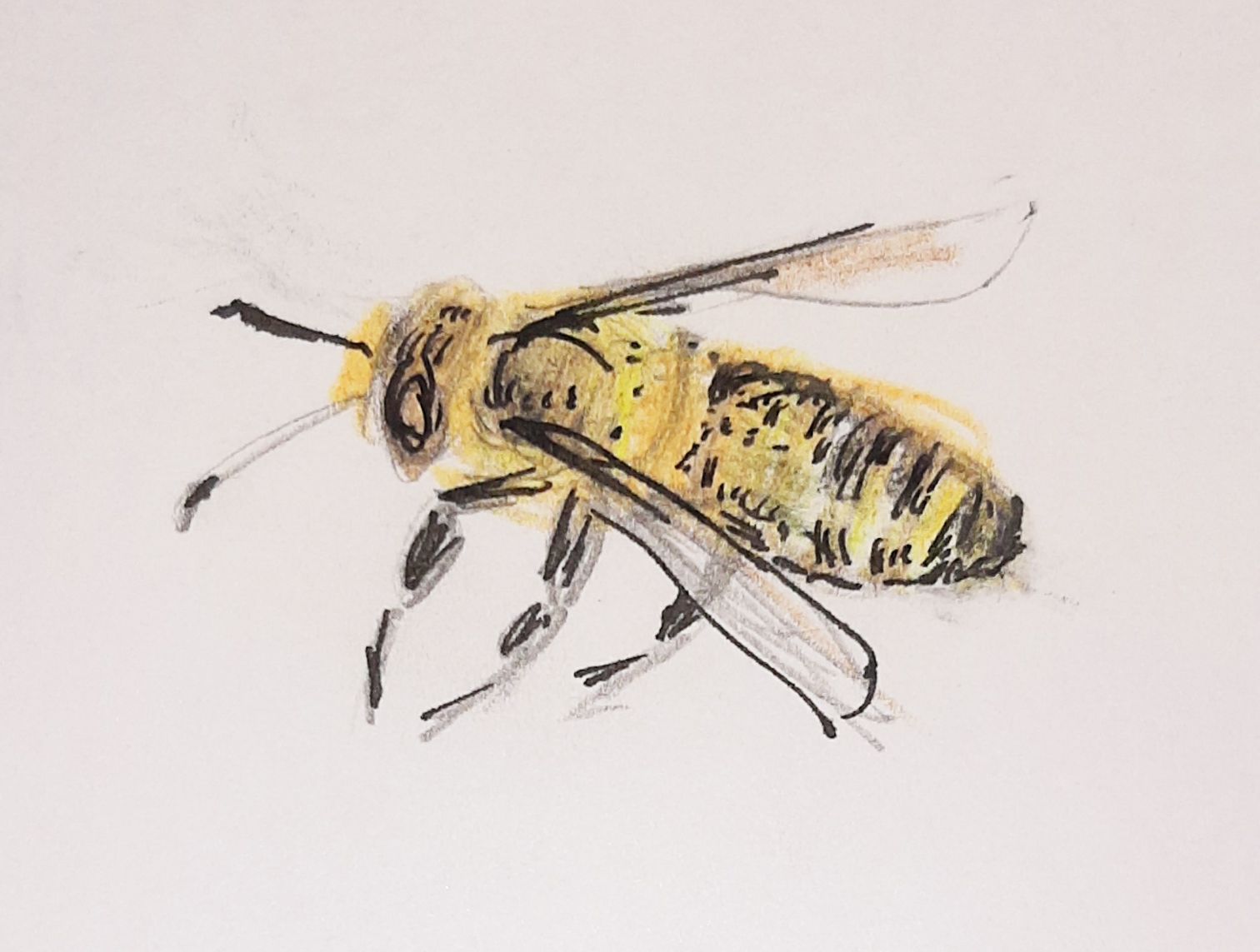 kresby, dr. dudek. bylinky