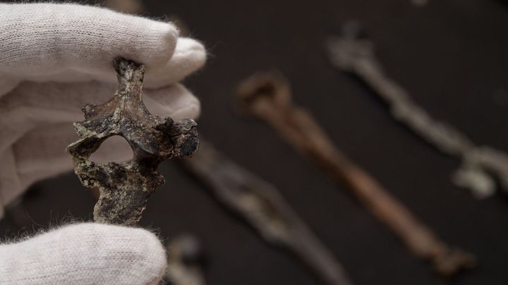 Předchůdci lidoopů znali chůzi po dvou mnohem dříve. Dokazují to nalezené zkameněliny