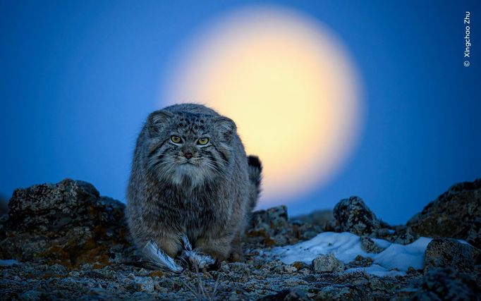 Fotografie ze soutěže Wildlife Photographer of the Year 2024