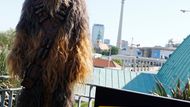 Chewbaccu alias Žvejka v původních Star Wars hrál Peter Mayhew, v posledních letech jej vystřídal jedenatřicetiletý Fin Joonas Suotamo.