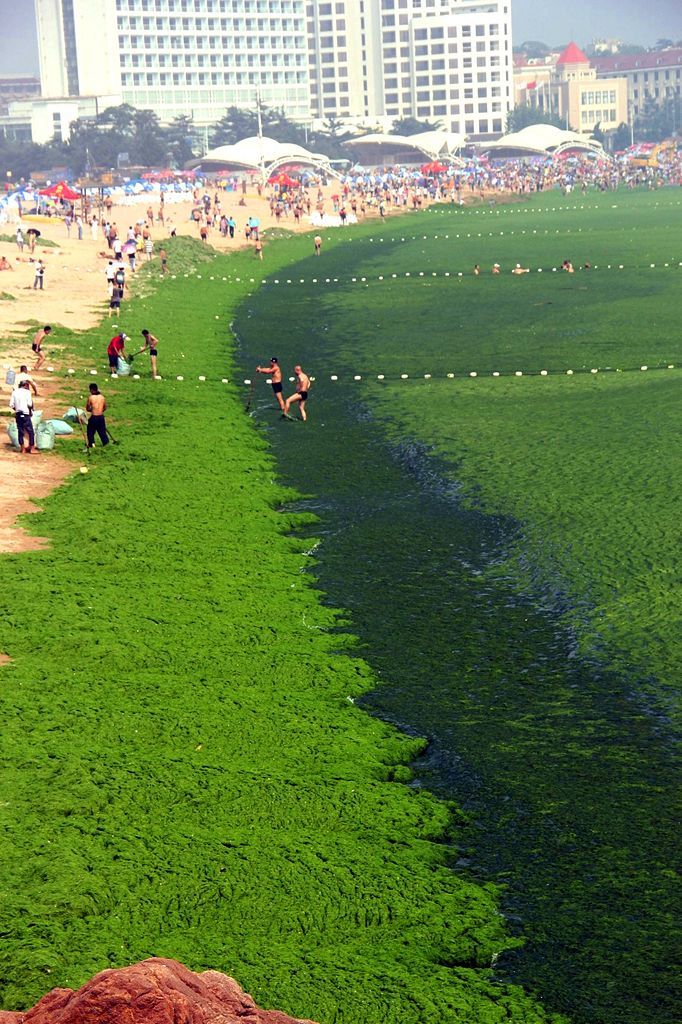 A view shows an algae covered public beach in Qingdao, northeast China's Shandong province on July 4, 2013. The seas off China have been hit by their largest ever growth of algae, ocean officials said, with vast waves of green growth washing onto the shores of the Yellow Sea. CHINA OUT AFP PHOTO