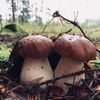 NEPOUŽÍVAT !!! Fotosoutěž houby 2017