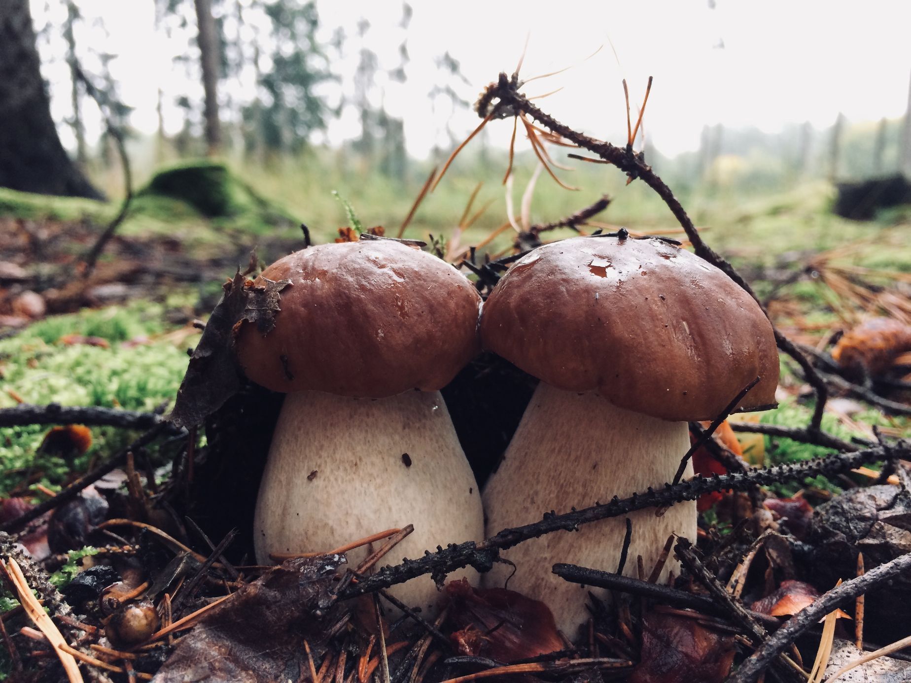 NEPOUŽÍVAT !!! Fotosoutěž houby 2017