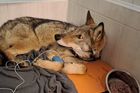 Sražený vlk z Krušnohoří je po operaci, daří se mu dobře. Lidé mu poslali statisíce