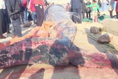 Moře vyvrhlo na pláž v Egyptě obří velrybu. Zahynula na nedostatek potravy