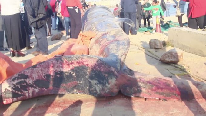 Moře vyvrhlo na egyptské pobřeží mrtvou velrybu. Zemřela kvůli nedostatku planktonu