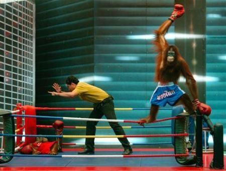 Orangutan