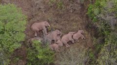 sloni, Čína