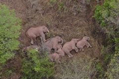 Stádo spících slonů se stalo hitem sociálních sítí. Po Číně putují už více než rok
