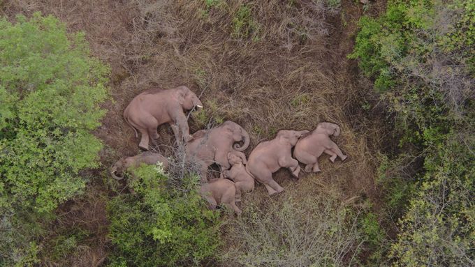 Stádo slonů si v lese dopřálo odpočinku.