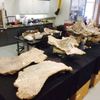 Kosti Dreadnoughta schrani v univerzitní laboratoři ve Philadelphii