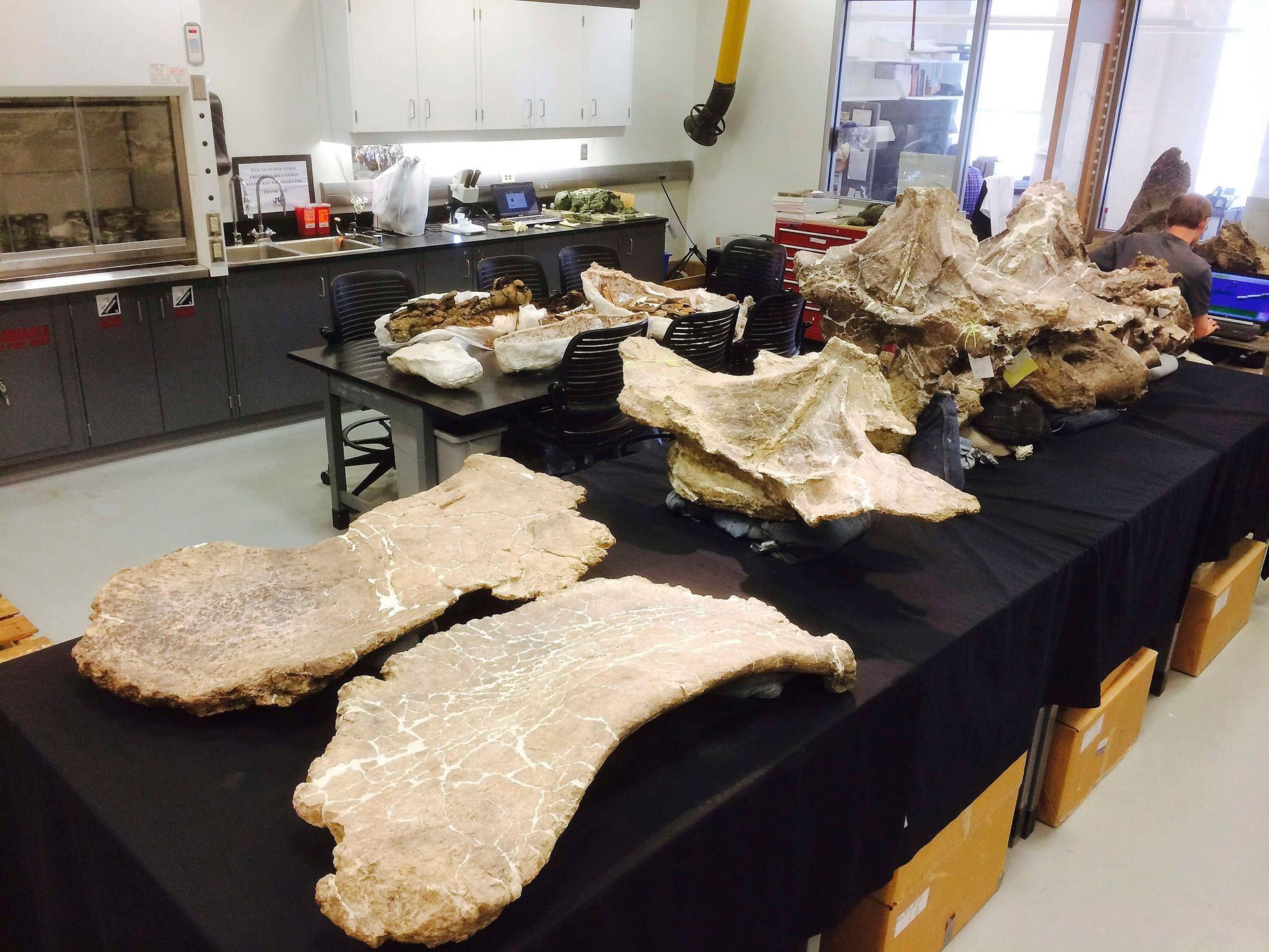 Kosti Dreadnoughta schrani v univerzitní laboratoři ve Philadelphii