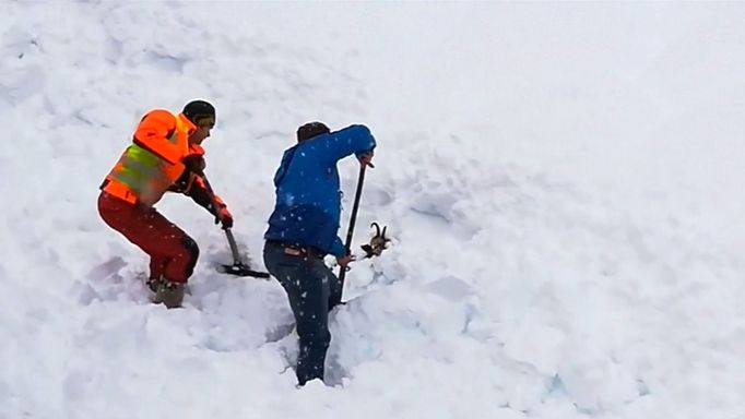 Kamzík pod lavinou, krávy brodící se sněhem. Zvířata a sněhová nadílka v Rakousku