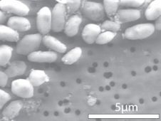 Bakterie GFAJ-1 rostoucí na arsenu