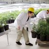 Legální pěstování marihuany v Kanadě