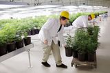Pěstitel a asistent produkce přepravují květináče s lékařskou marihuanou.