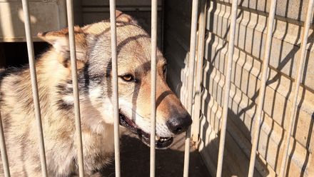 Mlácení psů neuznávám, zlomí je to, i vlčáka někdy musíte upiškotkovat, říká Kouřil
